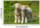 Two Cute Lambs Wall Mural