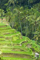 Rice Terraces Wall Decal