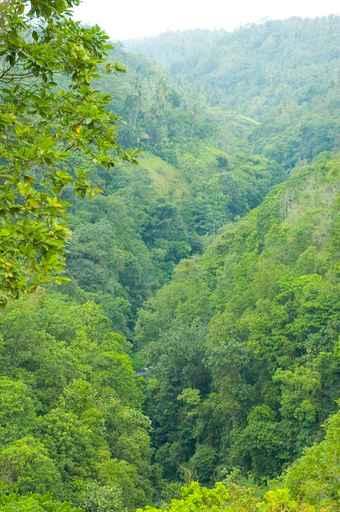 Bali Forest Wall Decal