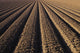 California, Field Of Plowed Soil Ready For Planting Wall Mural