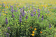 California, Beautiful Meadow Of Lupine And California Poppies Wall Mural