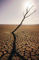 USA, California, Tree snag and cracked mud in dry lake bed Wall Mural