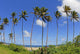Fiji, Tall Palm Trees Line A Tropical Beach Wall Mural