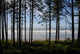 Ocean Trees
