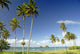 Grassy shoreline with tall palm trees Wall Mural