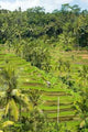 Rice Terraces Landscape Wall Decal