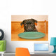 Hungry Pug Wall Mural