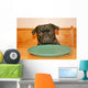 Hungry Pug Wall Mural