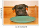 Hungry Pug Wall Mural