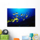 Hawaii, Schooling Raccoon Butterflyfish Over Reef Wall Mural