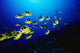 Hawaii, Schooling Raccoon Butterflyfish Over Reef Wall Mural