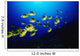 Hawaii, Schooling Raccoon Butterflyfish Over Reef Wall Mural
