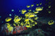 Hawaii, School Of Raccoon Butterflyfish Feeding Along Reef Wall Mural