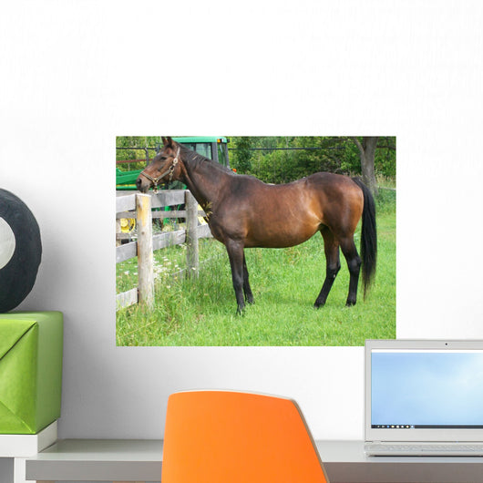 Fat Retired Thoroughbred Wall Mural
