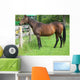 Fat Retired Thoroughbred Wall Mural