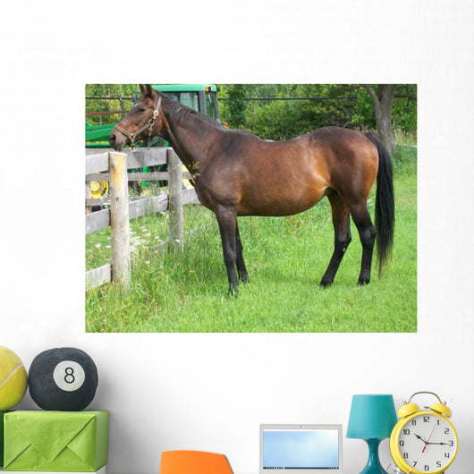 Fat Retired Thoroughbred Wall Mural