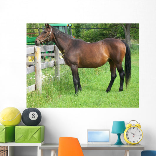 Fat Retired Thoroughbred Wall Mural