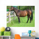 Fat Retired Thoroughbred Wall Mural