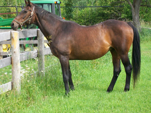 Fat Retired Thoroughbred Wall Mural