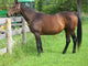 Fat Retired Thoroughbred Wall Mural
