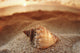 Seashell Laying In The Sand With Sun Setting Behind It Wall Mural