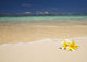 Two Plumerias Resting On The Sand Of A Gorgeous Tropical Beach Wall Mural