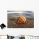 Seashell Laying In The Sand With Sun Setting Behind It Wall Mural