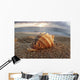 Seashell Laying In The Sand With Sun Setting Behind It Wall Mural