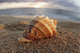 Seashell Laying In The Sand With Sun Setting Behind It Wall Mural