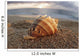 Seashell Laying In The Sand With Sun Setting Behind It Wall Mural