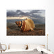 Seashell Laying In The Sand With Sun Setting Behind It Wall Mural