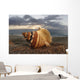 Seashell Laying In The Sand With Sun Setting Behind It Wall Mural