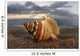 Seashell Laying In The Sand With Sun Setting Behind It Wall Mural