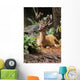 Oregon, Black-Tailed Deer, Wall Mural