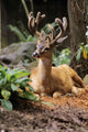 Oregon, Black-Tailed Deer, Wall Mural