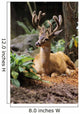 Oregon, Black-Tailed Deer, Wall Mural