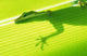 Outline Of A Green Lizard From Under A Leaf Wall Mural