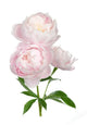Light Pink Peony Flower Wall Decal