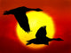 Flying Geese Wall Mural