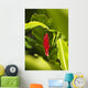 Red Ginger Flower Between Green Leaves Wall Mural