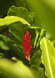 Red Ginger Flower Between Green Leaves Wall Mural