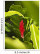Red Ginger Flower Between Green Leaves Wall Mural