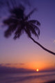 Hawaii, Maui, Olowalu, Palm Tree Over The Beach At Sunset Wall Mural
