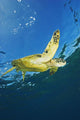 Hawaii, Green Sea Turtle Swimming Near Surface Wall Mural