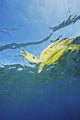 Hawaii, Green Sea Turtle Swimming Near Surface Wall Mural