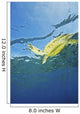 Hawaii, Green Sea Turtle Swimming Near Surface Wall Mural