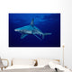 USA, Sandbar Shark in clear blue water near surface Wall Mural