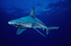 USA, Sandbar Shark in clear blue water near surface Wall Mural