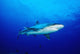 Thailand, Silvertip Shark In Clear Blue Water Wall Mural