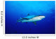 Thailand, Silvertip Shark In Clear Blue Water Wall Mural